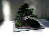 bonsai36.jpg